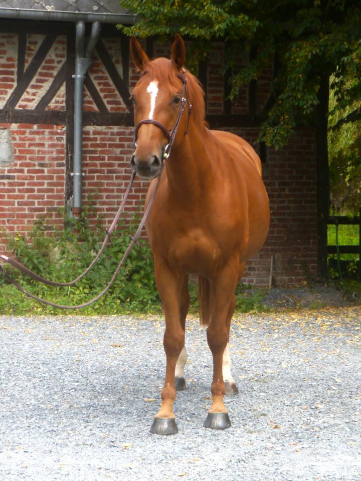 Mare Selle Français For sale 2017 Chesnut