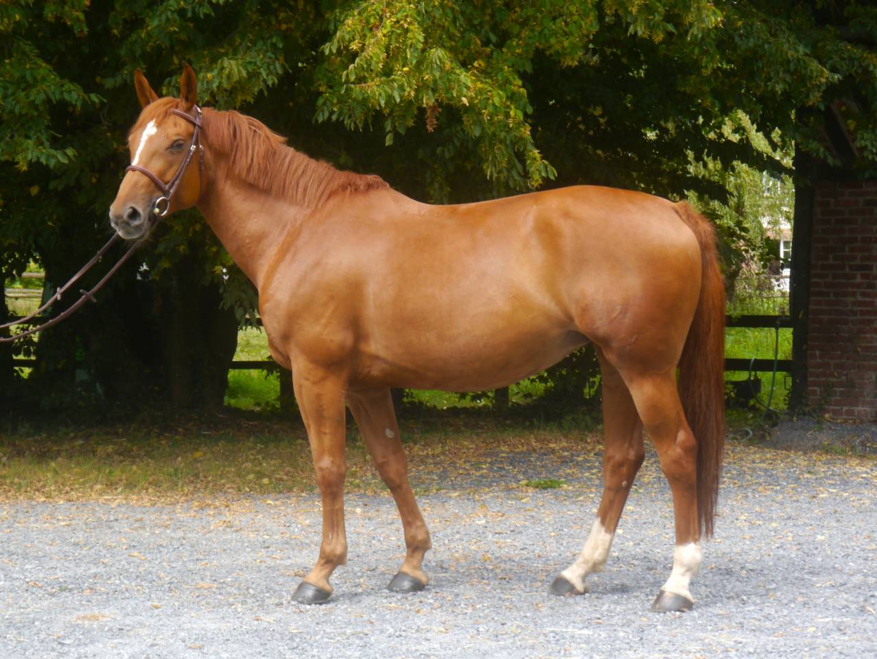 Mare Selle Français For sale 2017 Chesnut