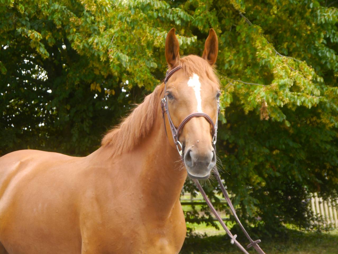 Mare Selle Français For sale 2017 Chesnut