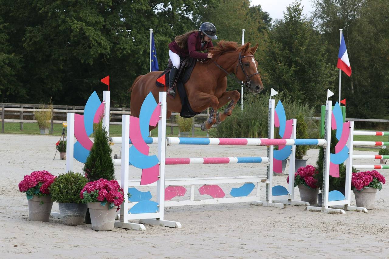 Mare Selle Français For sale 2017 Chesnut