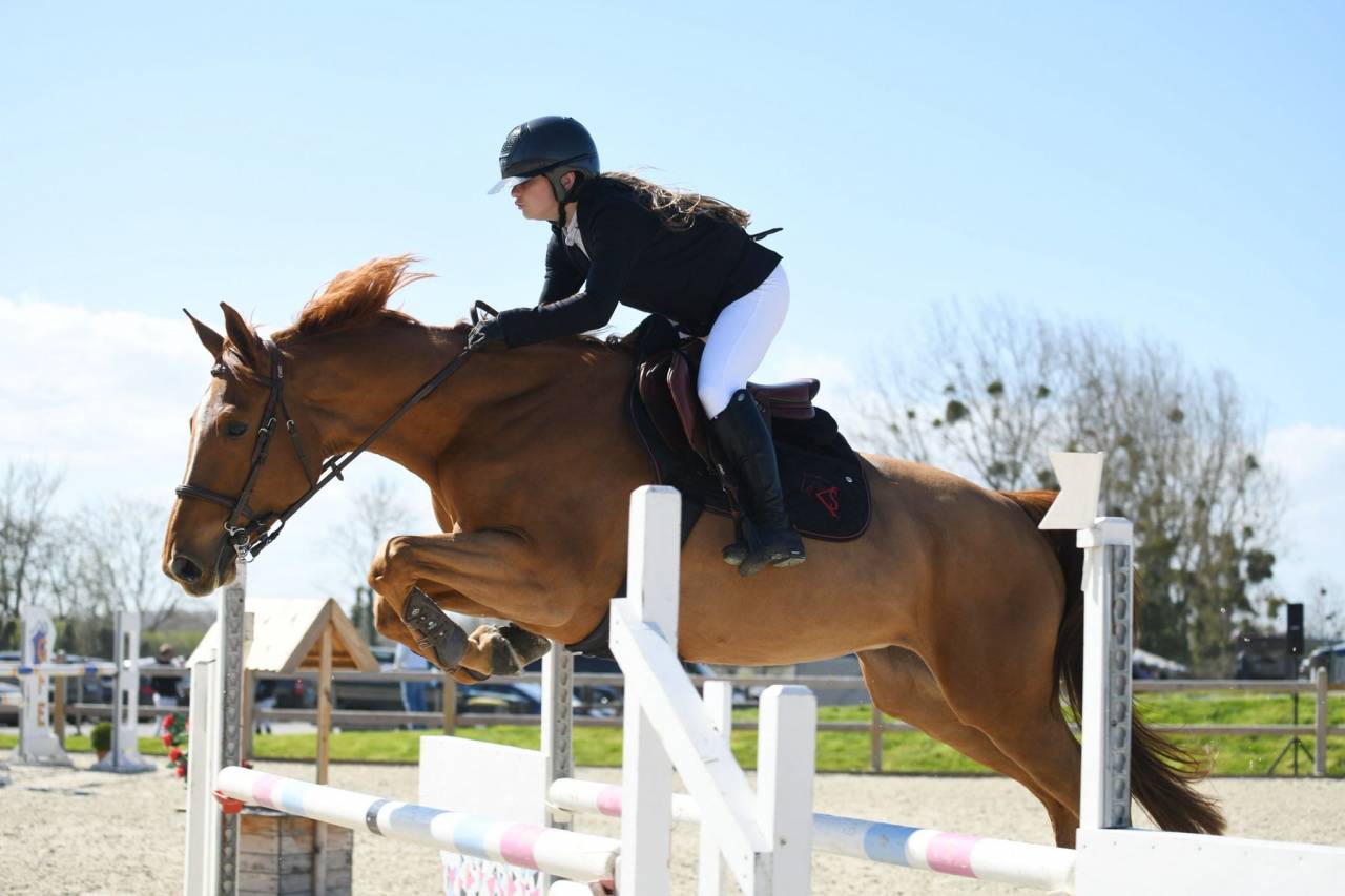 Mare Selle Français For sale 2017 Chesnut