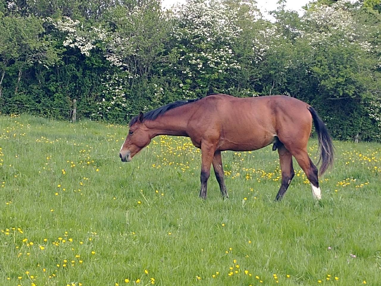 Entire Selle Français For sale 2023 Bay