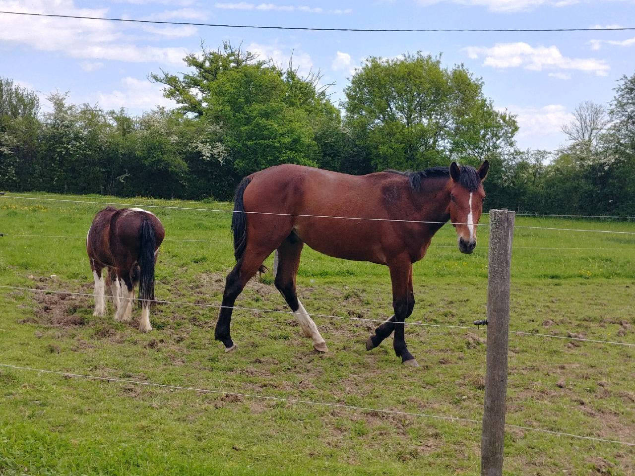 Entire Selle Français For sale 2023 Bay