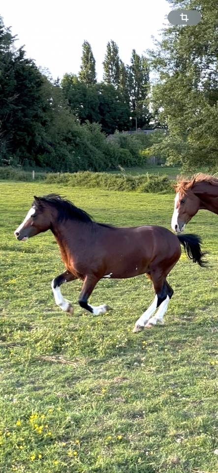 Entire Welsh Pony (Section A) For sale 2023 Dark Bay