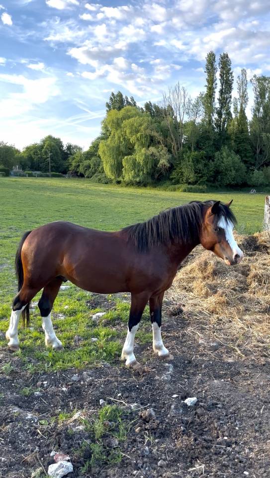 Entire Welsh Pony (Section A) For sale 2023 Dark Bay