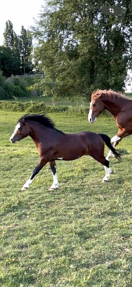 Entire Welsh Pony (Section A) For sale 2023 Dark Bay