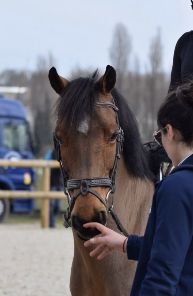 Gelding New Forest Part-Livery 2011 Bay