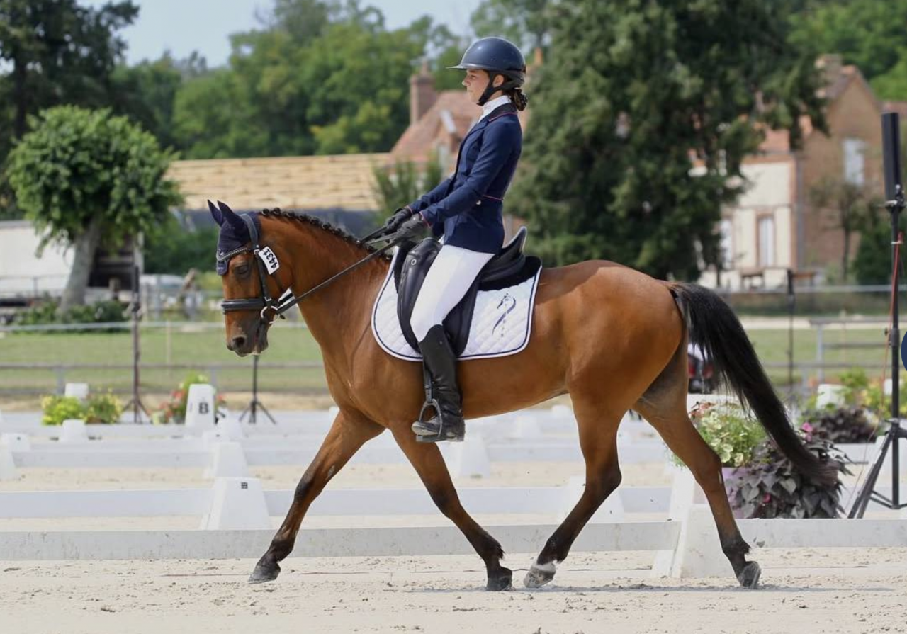 Gelding New Forest Part-Livery 2011 Bay