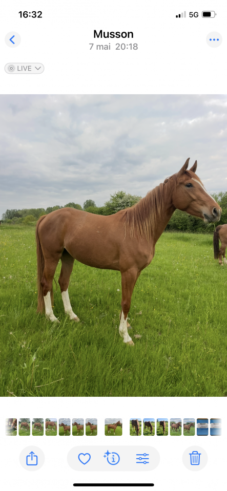 Mare sBs Belgian Warmblood For sale 2022 Chesnut