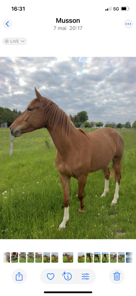 Mare sBs Belgian Warmblood For sale 2022 Chesnut