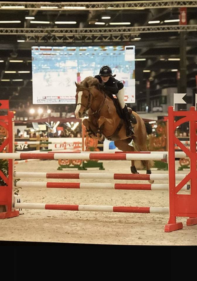 Entire French Saddle Pony For sale 2017 Silver dapple