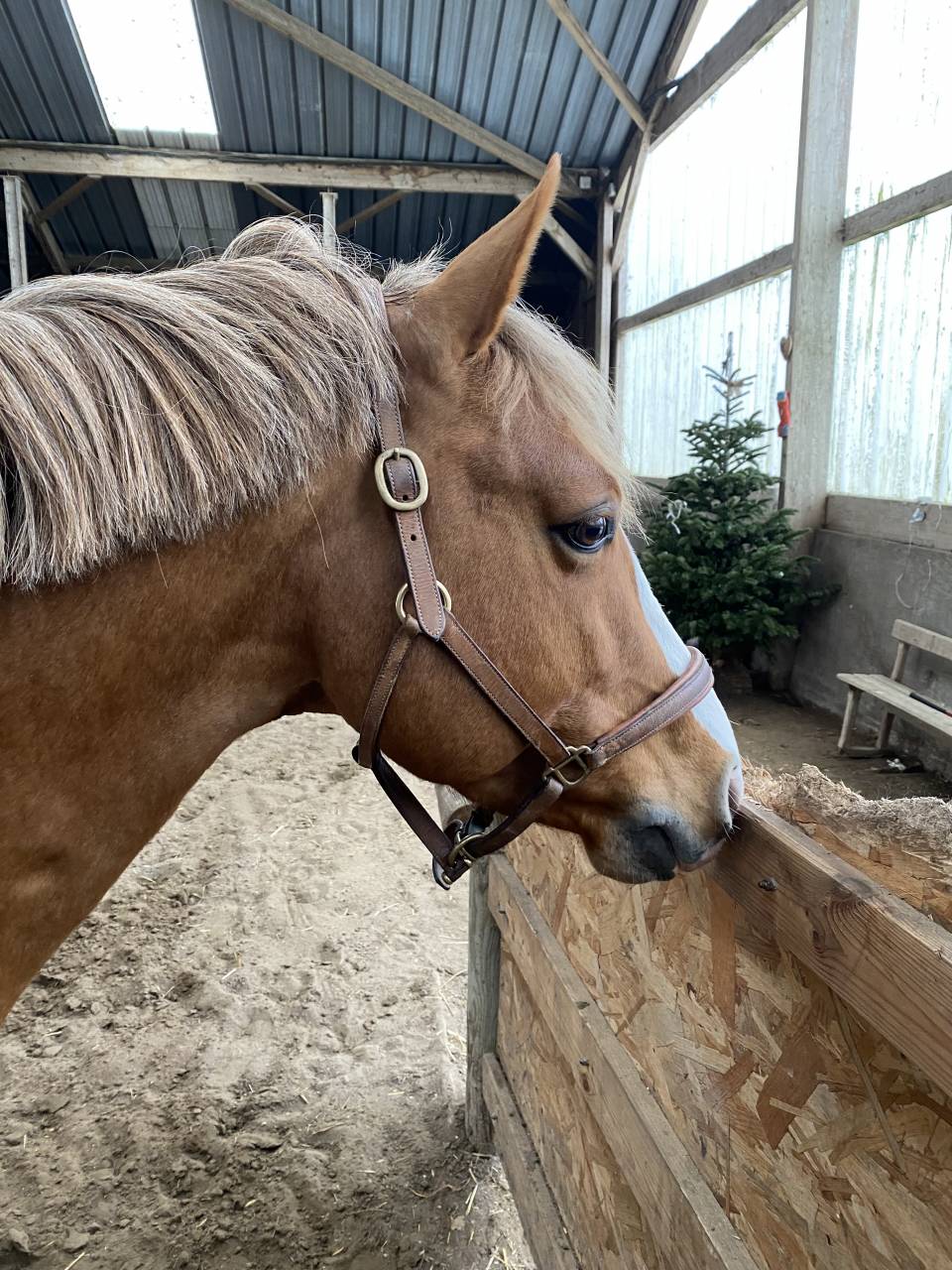 Entire French Saddle Pony For sale 2017 Silver dapple