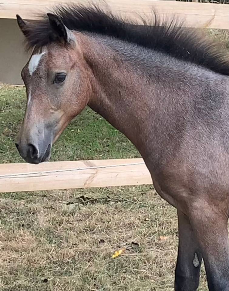 Filly French Saddle Pony For sale 2025 Roan