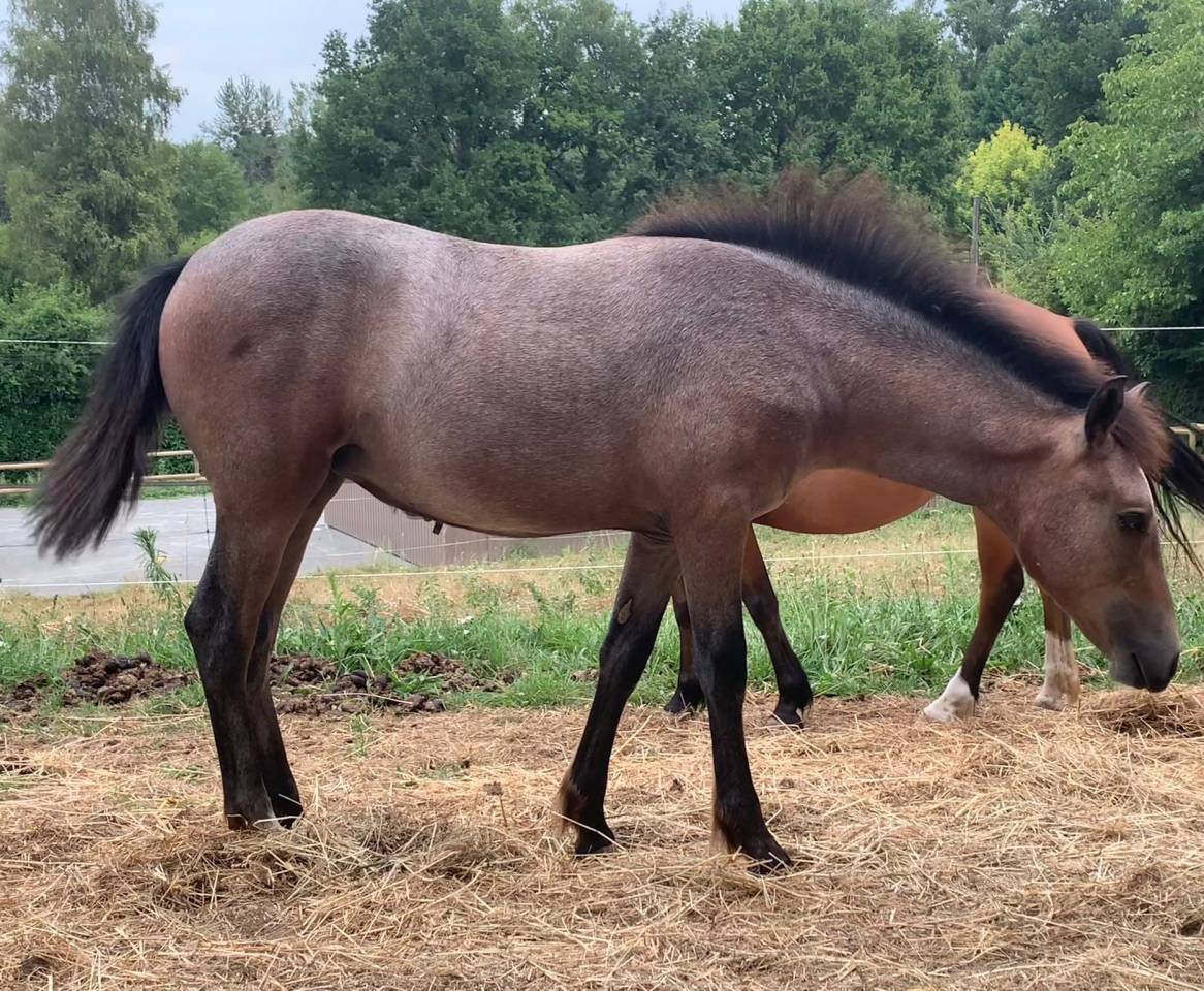 Filly French Saddle Pony For sale 2025 Roan