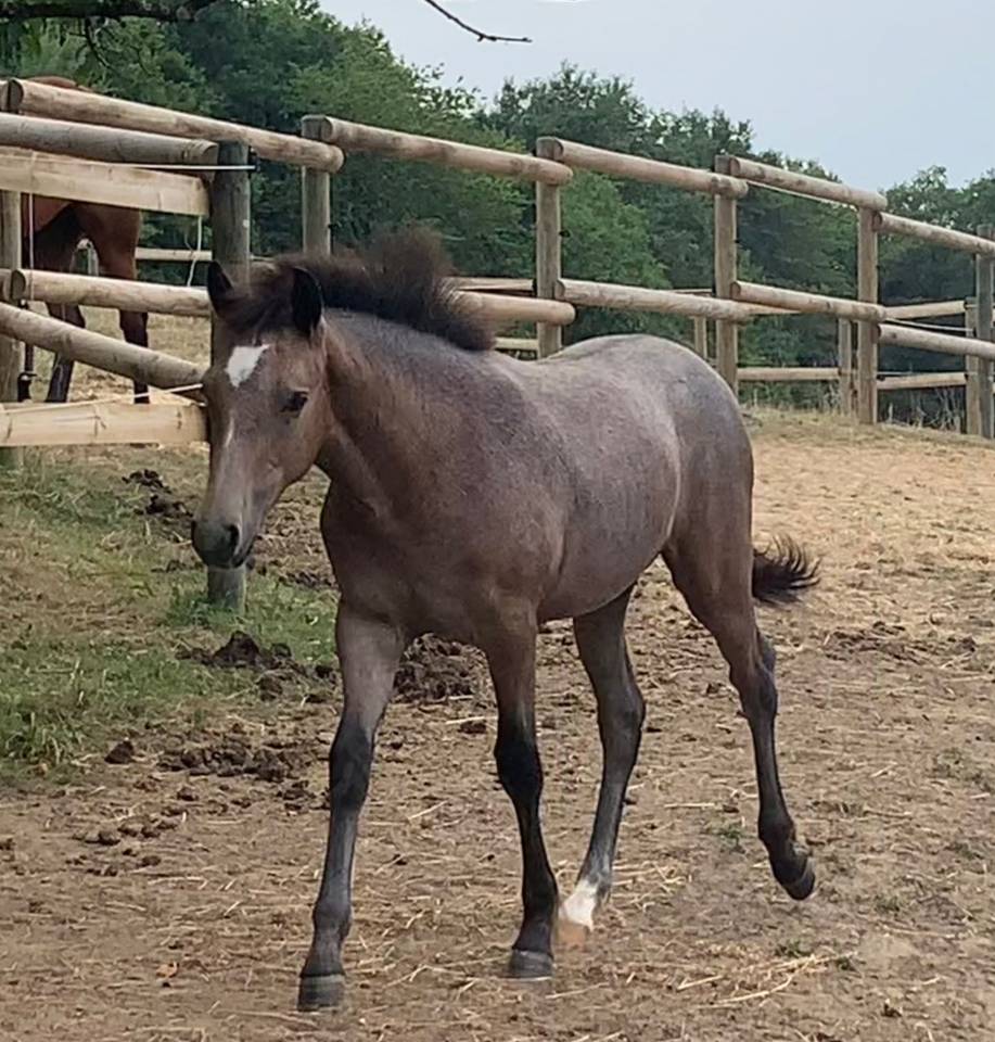 Filly French Saddle Pony For sale 2025 Roan