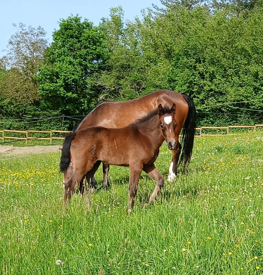 Filly French Saddle Pony For sale 2025 Roan