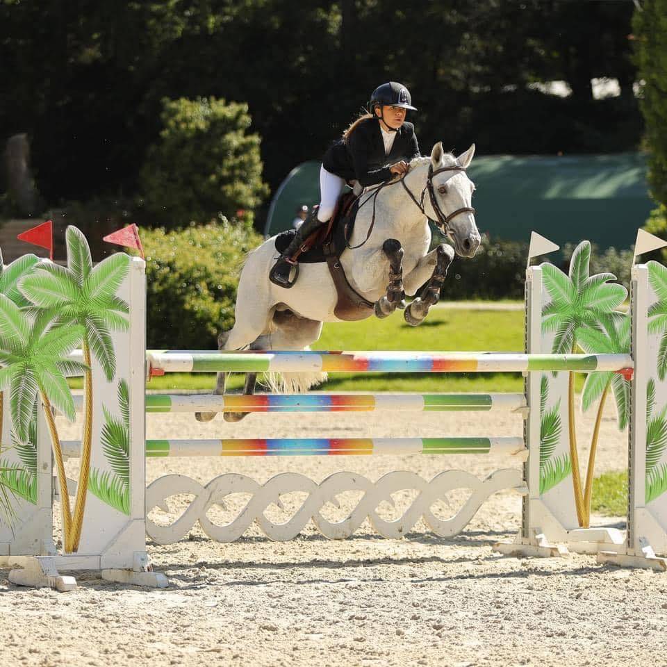 Filly French Saddle Pony For sale 2025 Roan