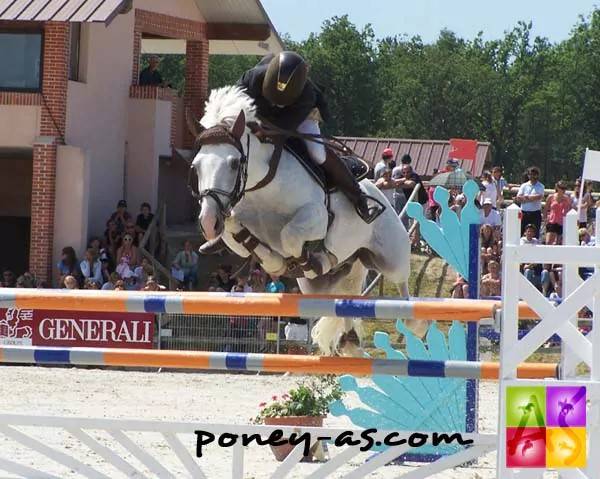 Filly French Saddle Pony For sale 2025 Roan