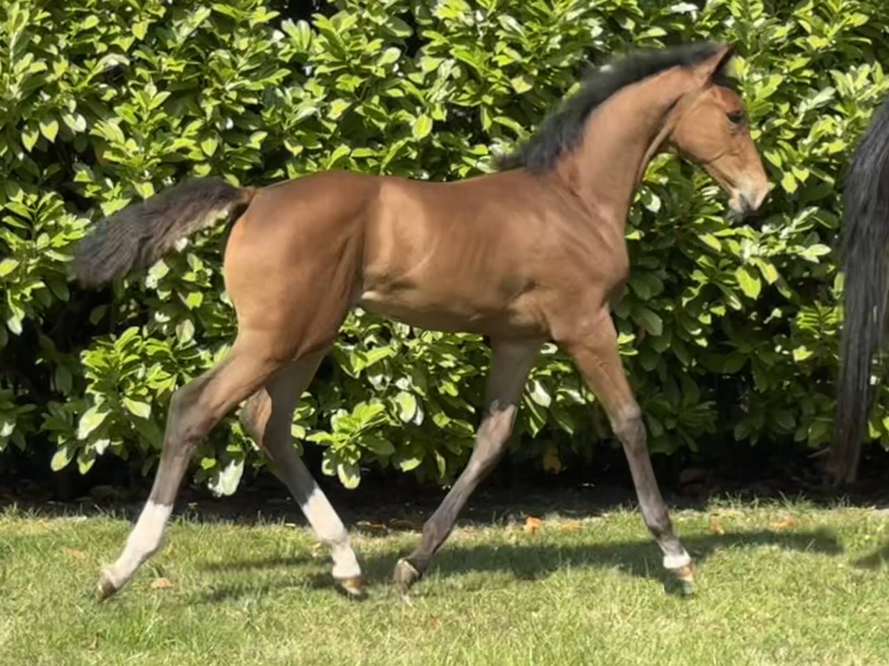 Filly Selle Français For sale 2025 Bay