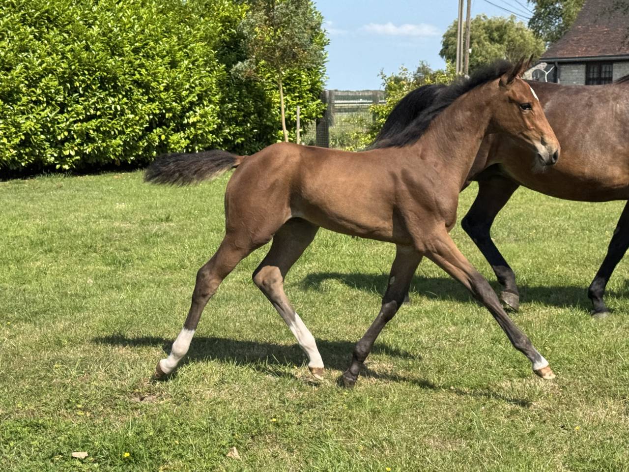 Filly Selle Français For sale 2025 Bay