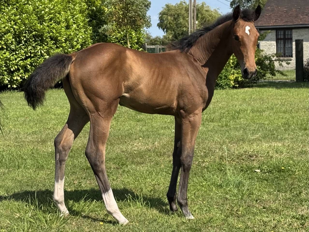 Filly Selle Français For sale 2025 Bay