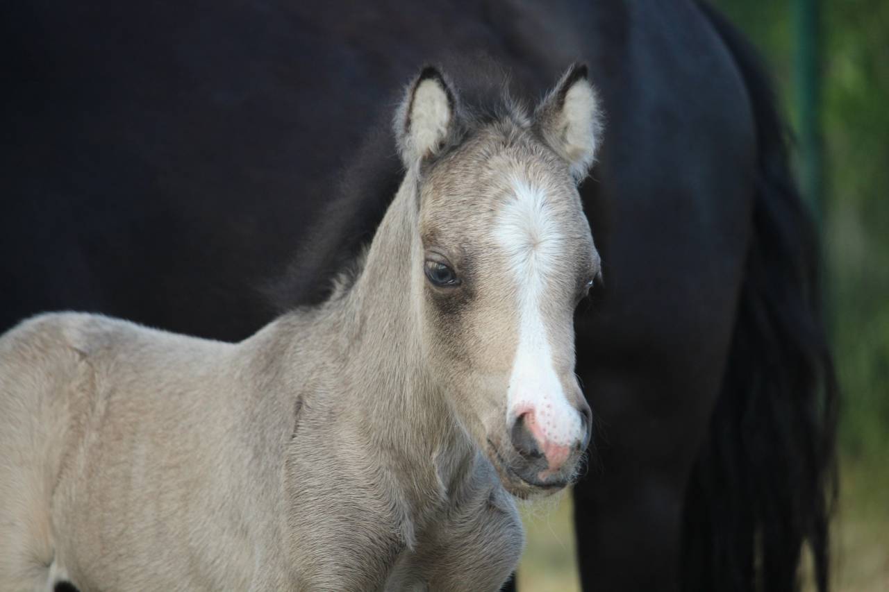 Colt Welsh Part Bred For sale 2025 Buckskin