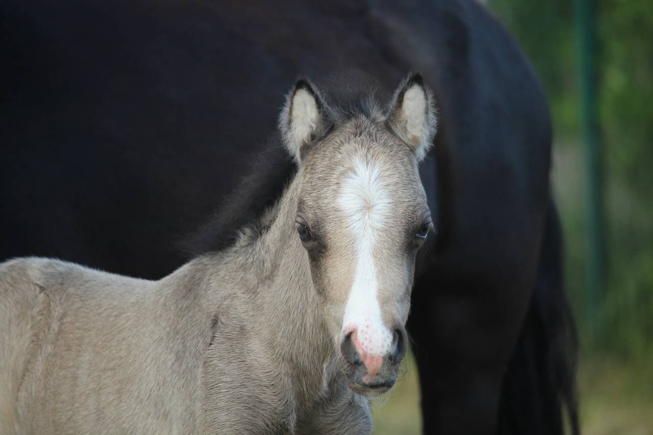 Colt Welsh Part Bred For sale 2025 Buckskin