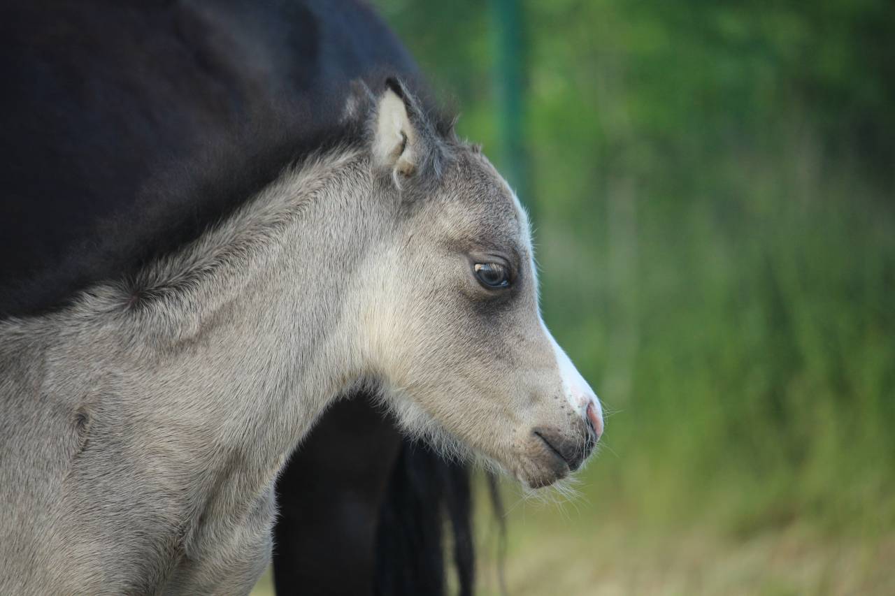 Colt Welsh Part Bred For sale 2025 Buckskin
