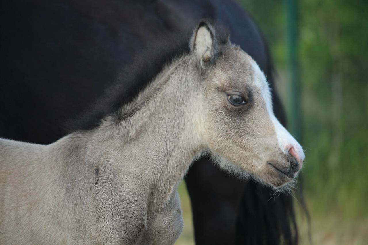 Colt Welsh Part Bred For sale 2025 Buckskin
