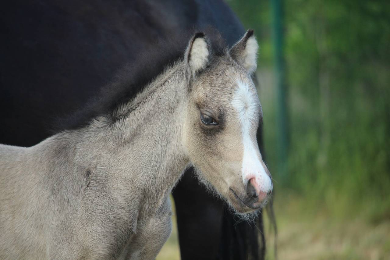 Colt Welsh Part Bred For sale 2025 Buckskin
