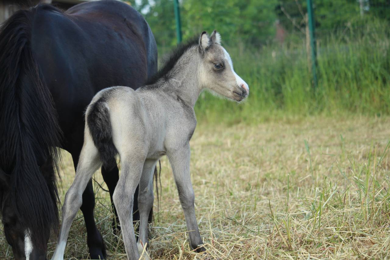 Colt Welsh Part Bred For sale 2025 Buckskin
