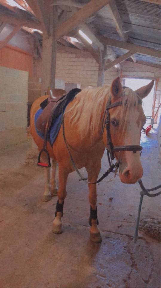 Mare Welsh Pony (Section D), Welsh Cob For sale 2008 Palomino