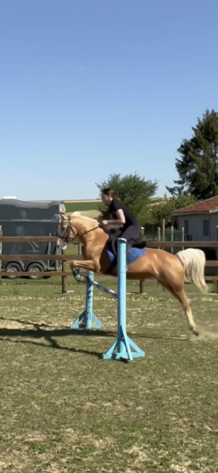 Mare Welsh Pony (Section D), Welsh Cob For sale 2008 Palomino