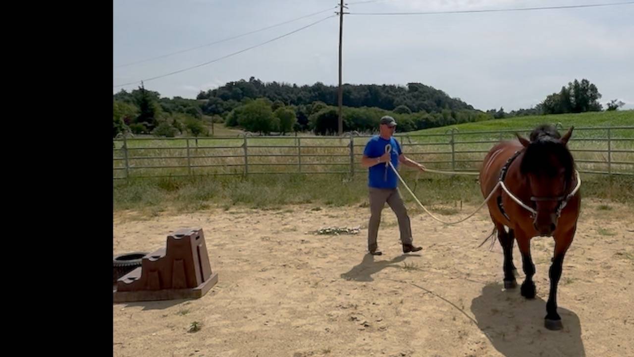 Mare Auvergne For sale 2011 Bay