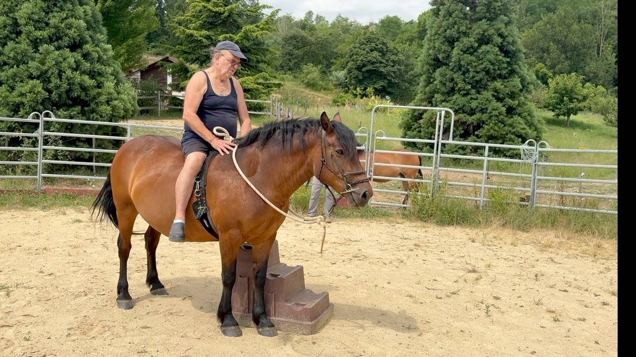 Mare Auvergne For sale 2011 Bay