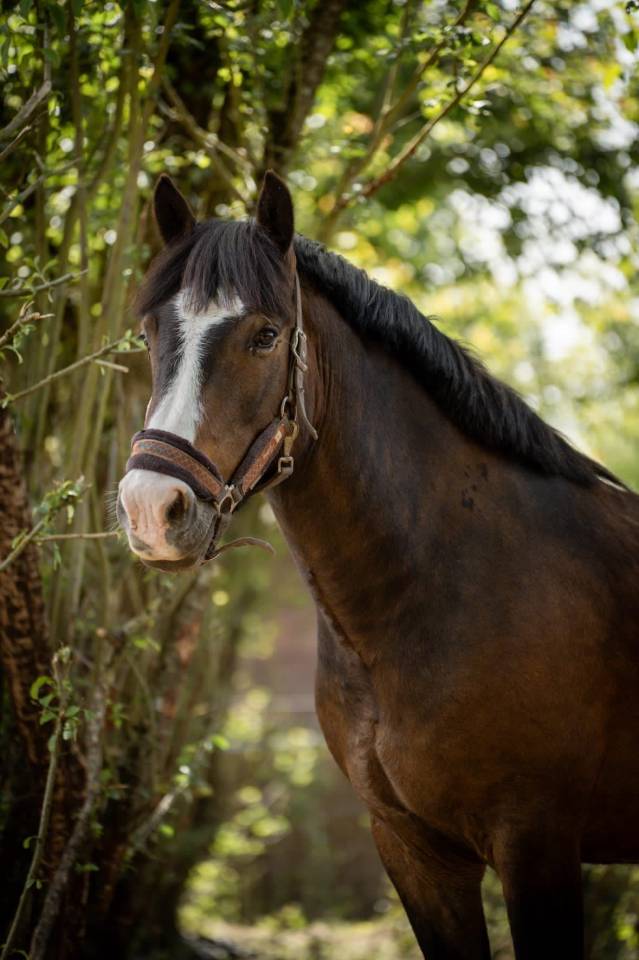 Gelding New Forest For sale 2018 Bay