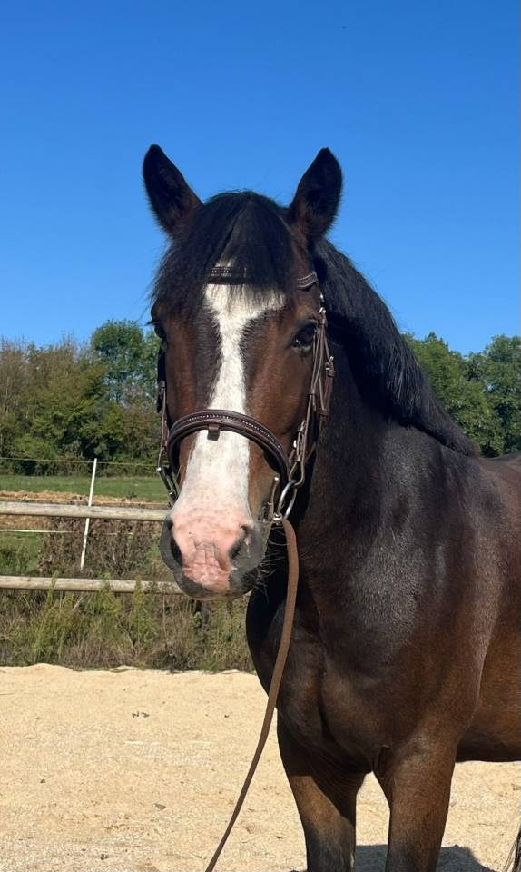 Gelding New Forest For sale 2018 Bay