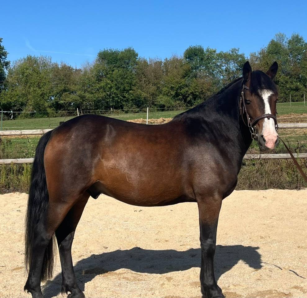 Gelding New Forest For sale 2018 Bay