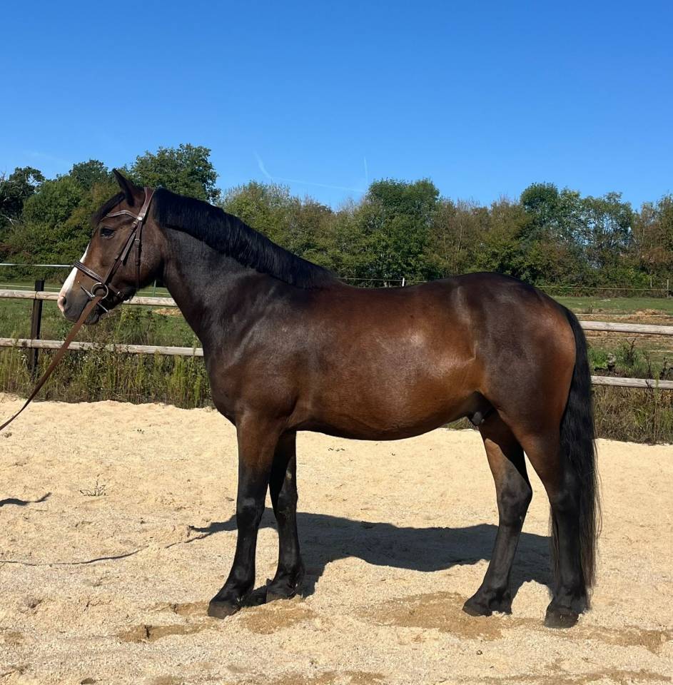 Gelding New Forest For sale 2018 Bay