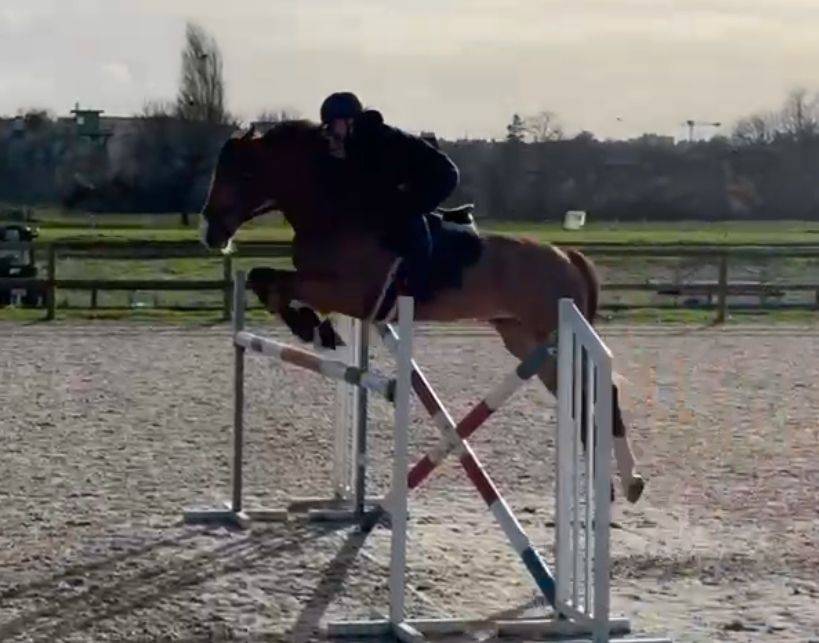 Gelding Selle Français Part-Livery 2010 Chesnut