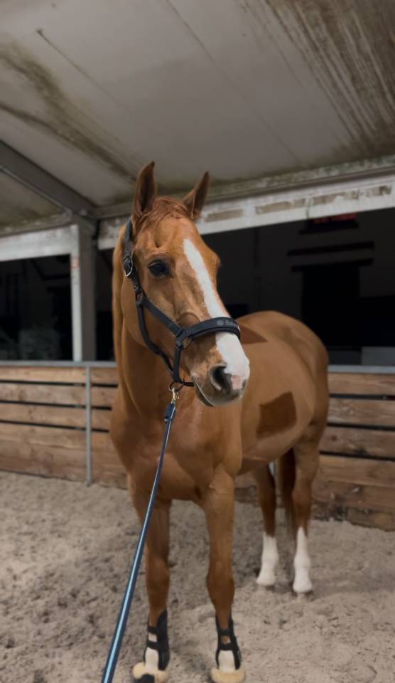 Gelding Selle Français Part-Livery 2010 Chesnut