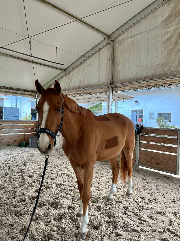 Gelding Selle Français Part-Livery 2010 Chesnut
