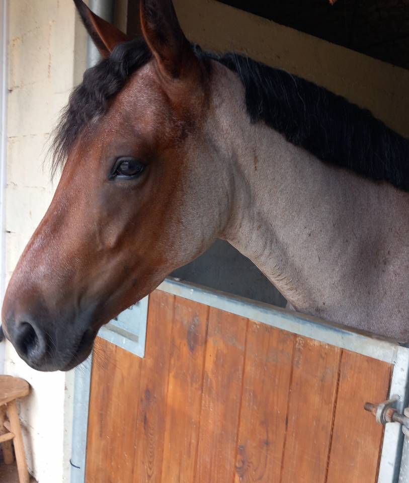 Gelding Origin Recorded For sale 2021 Roan