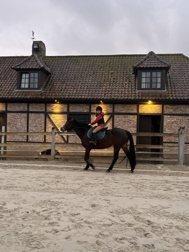 Mare Connemara For sale 2012 Bay