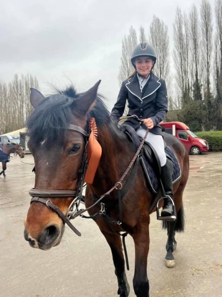 Mare Connemara For sale 2012 Bay