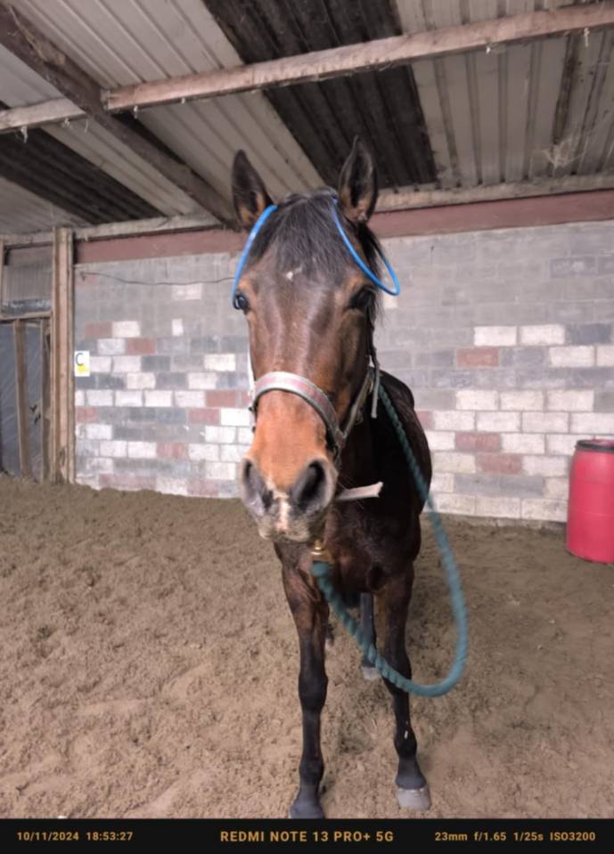 Mare Connemara For sale 2012 Bay