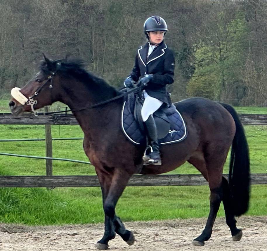 Mare Connemara For sale 2012 Bay