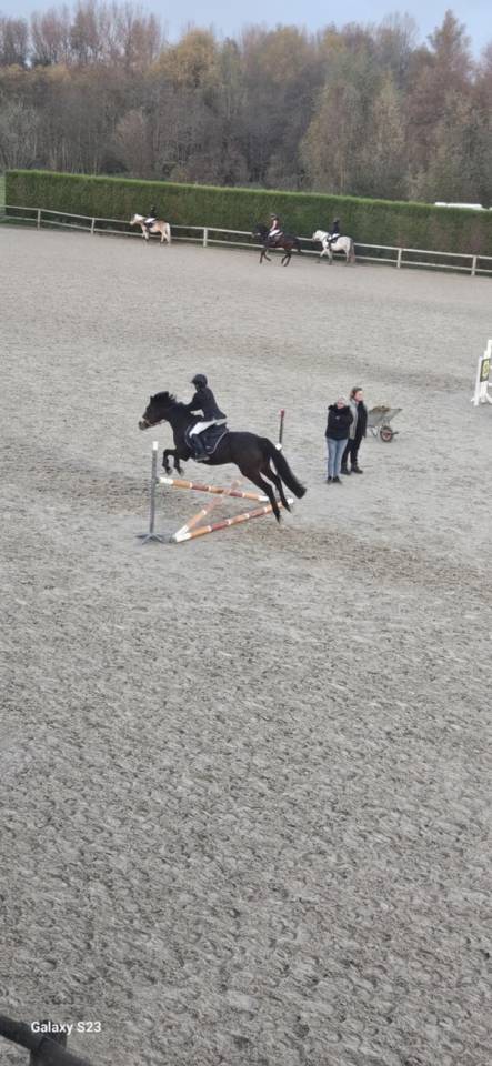 Mare Connemara For sale 2012 Bay