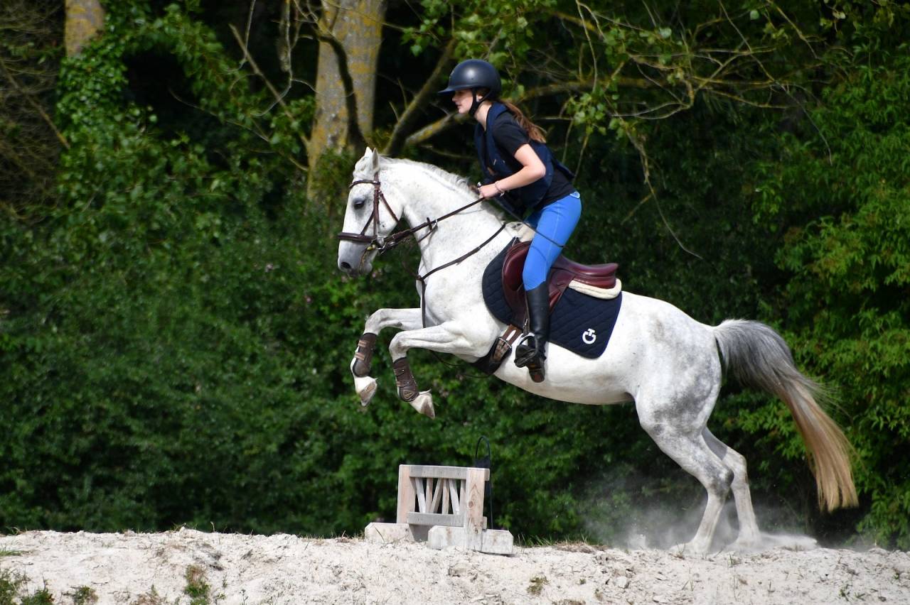 Mare French Saddle Pony For loan 2016 Grey