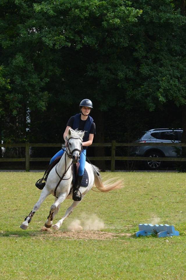 Mare French Saddle Pony For loan 2016 Grey